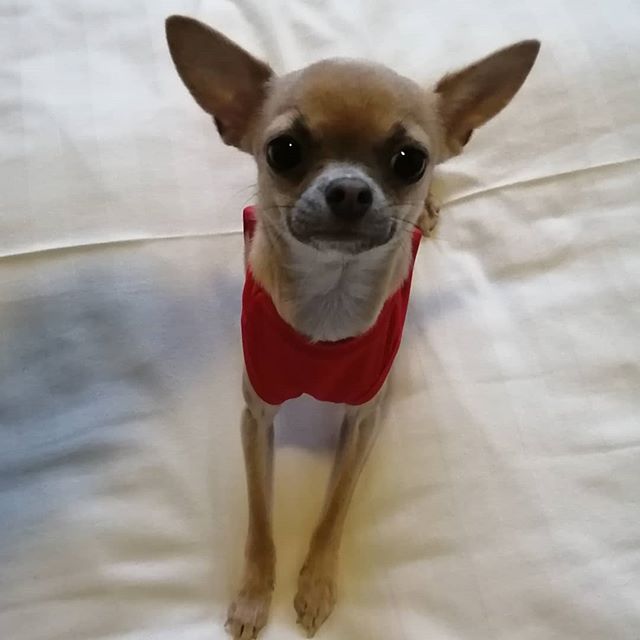 chihuahua boy