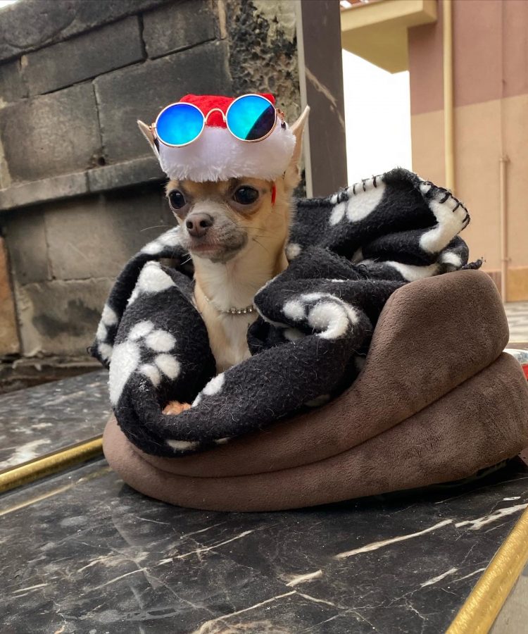chihuahua boy chihuahua boy