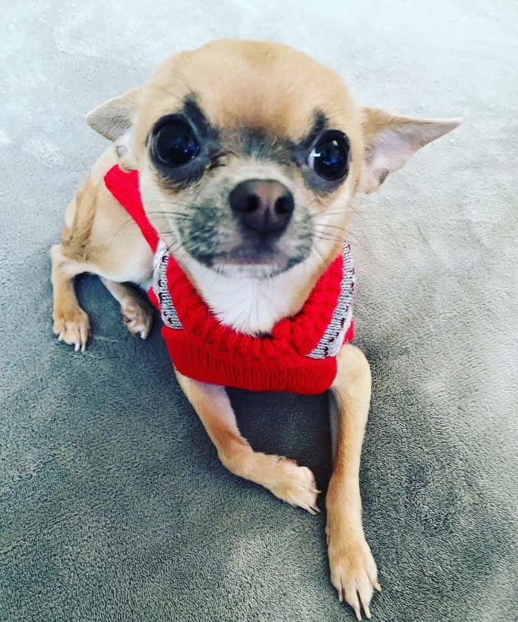 chihuahua boy chihuahua boy