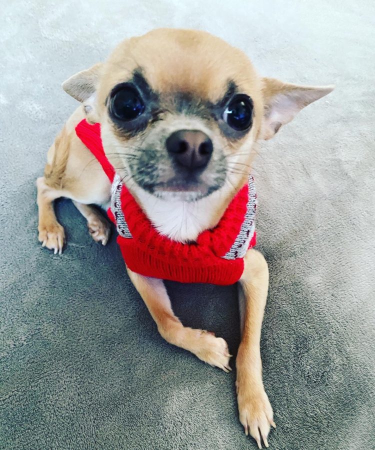 chihuahua boy