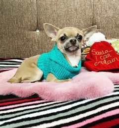 mini dog life mini dog life