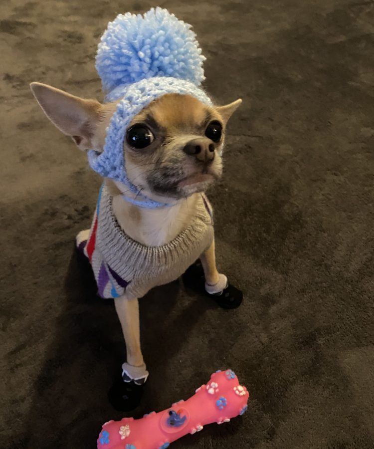 chihuahua boy chihuahua boy