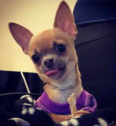 dog influencer dog influencer