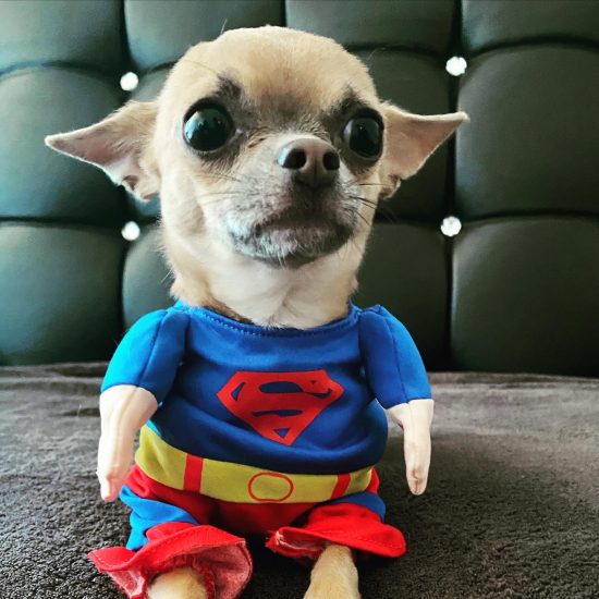 Chihuahua Boy Chihuahua Boy